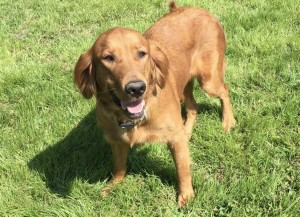 Bailey: AKC, Dark, Female Show Quality Golden Retriever 65 lbs