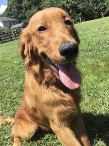 Duke: AKC, DNA registered, dark, show quality, male Golden Retriever , 80 lbs