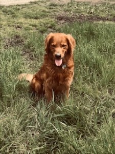 Jake: AKC, dark, male, show quality, DNA registered Golden Retriever. 90lbs