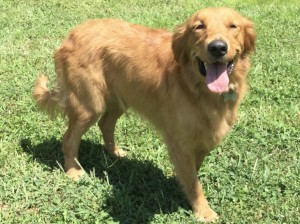 Kaia: AKC, show quality, medium, female golden Retriever 65lbs