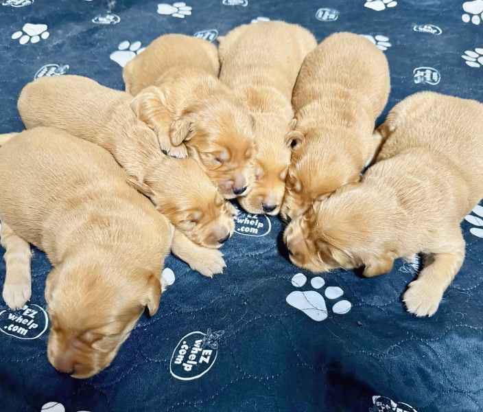 Our New Litter has arrived!