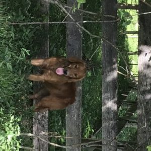 Leia: AKC, Dark Golden Retriever, show quality, Female 55 lbs