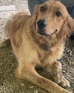 Dobbie, AKC, show quality, Light female Golden Retriever, 75lbs