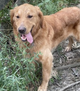 Bruce, AKC, Light, show quality, male Golden Retriever 80lbs