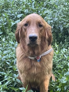Nala, AKC, show quality, Dark female Golden retriever.75lbs