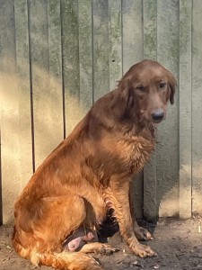 Cheyenne, AKC, show quality, dark female Golden Retriever, 70lbs