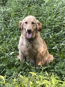 Elsa, light, show quality, female AKC Golden retriever, 65 lbs