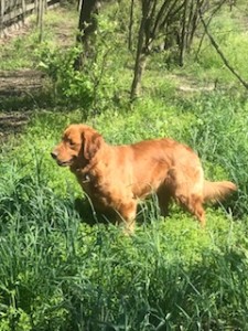 Sheba: AKC, Dark Female, show quality Golden Retriever